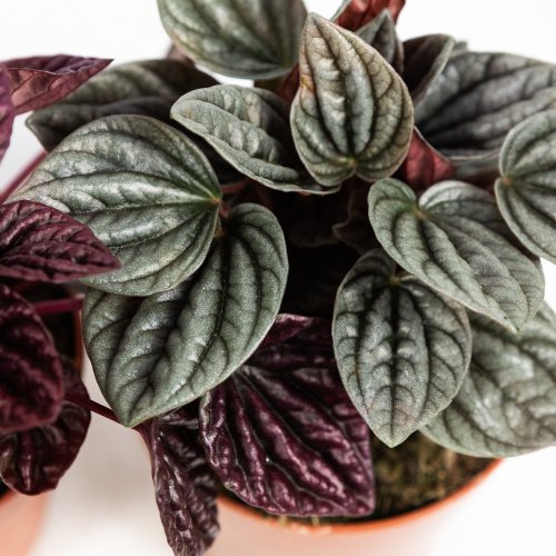 Пеперомия микс Peperomia mix 20/12 (Н)
