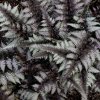 Кочедыжник ниппонский Athyrium niponicum 2л