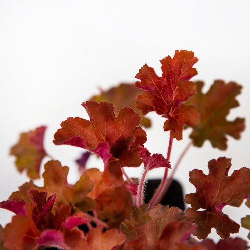Рассада Гейхера микс Heuchera mix р10,5