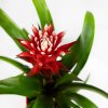 Гузмания Хоуп в керамике Guzmania Hope in ceramic 45/14