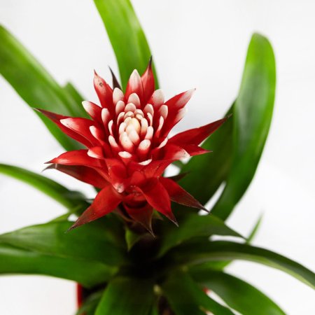Гузмания Хоуп в керамике Guzmania Hope in ceramic 45/14