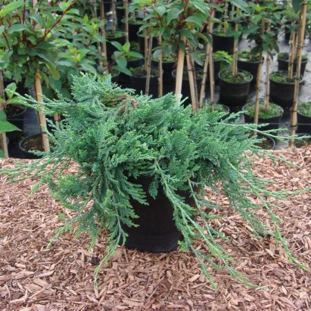 Можжевельник средний Пфитцериана Глаука Juniperus Pfitzeriana Glauca 2л/3л (ЗК)