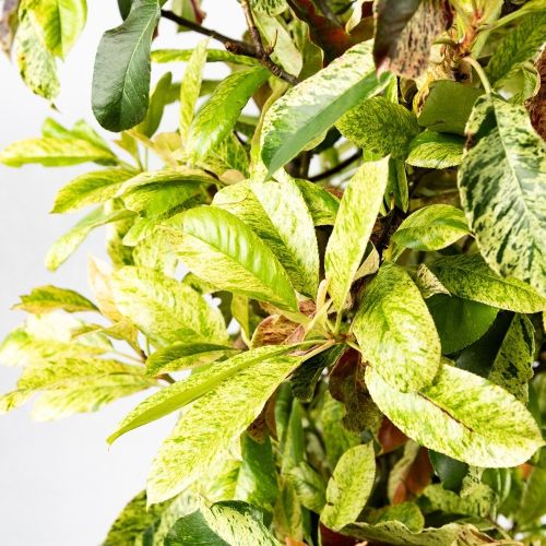 Фотиния пильчатая Pink Crispy 1/4 ШТАМБ декор.кашпо с14 100/120 Photinia serratifolia 1/4 Fusto (И)