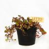 Седум (очиток) Hylotelephium микс р17