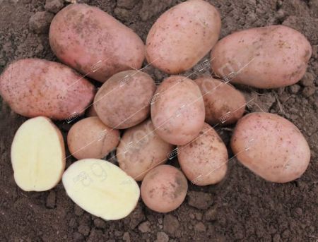 Картофель семенной Жуковский РС-1 семена весовые сетка 10кг
