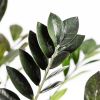 Замиокулькас Равен Zamioculcas Raven 55/14 (Н)