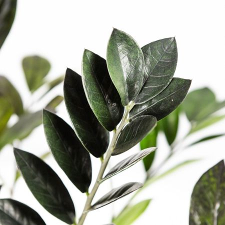 Замиокулькас Равен Zamioculcas Raven 55/14 (Н)