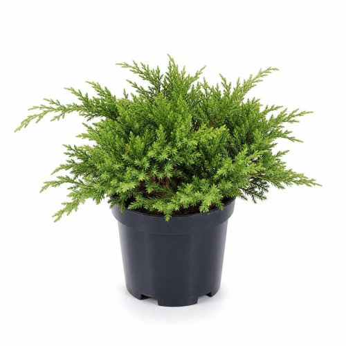 Можжевельник средний Juniperus Pfitzeriana Mint Julep с2