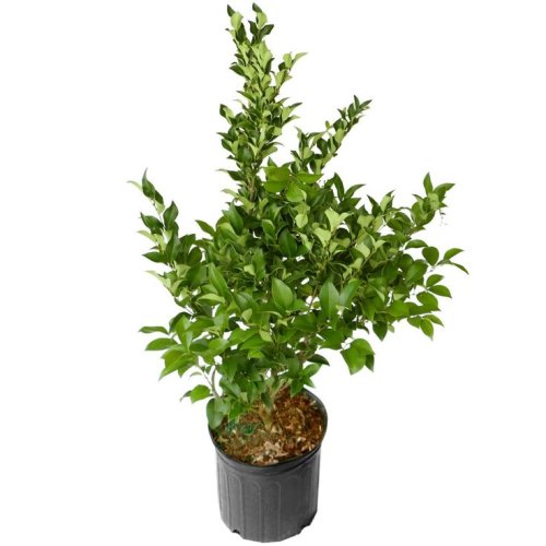 Бирючина японская с30 10/12 Ligustrum japonicum (И)