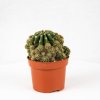 Нотокактус микс Notocactus mix 15/12