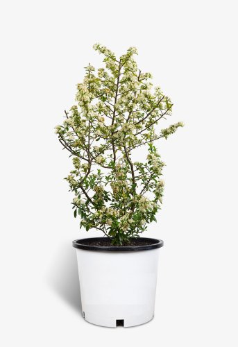Пираканта Mohave с10 Pyracantha