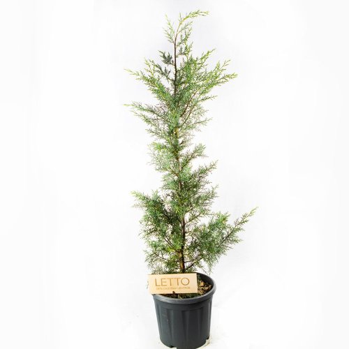 Купрессоципарис Лейланда Cupressocyparis Leylandii Vito с10 100/125 (И)