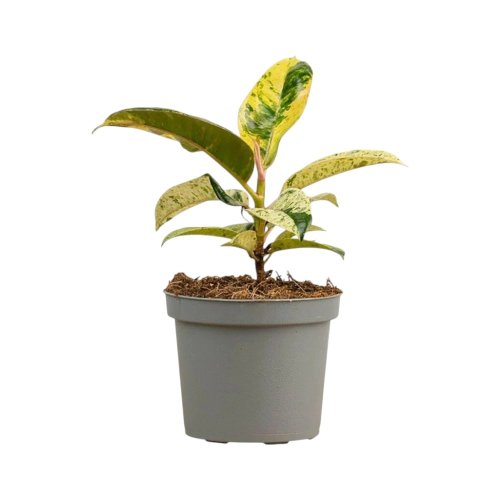 Фикус эластика Шривериана Ficus elastica Shriveriana d10см