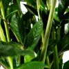 Замиокулькас Zamioculcas 10+ 100/21