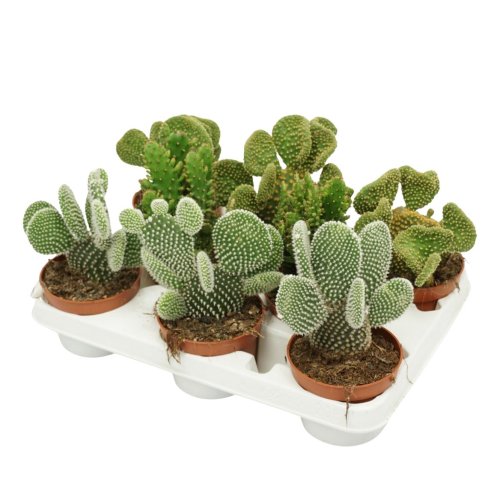 Опунция микс Opuntia mix 15/10,5 (Н)