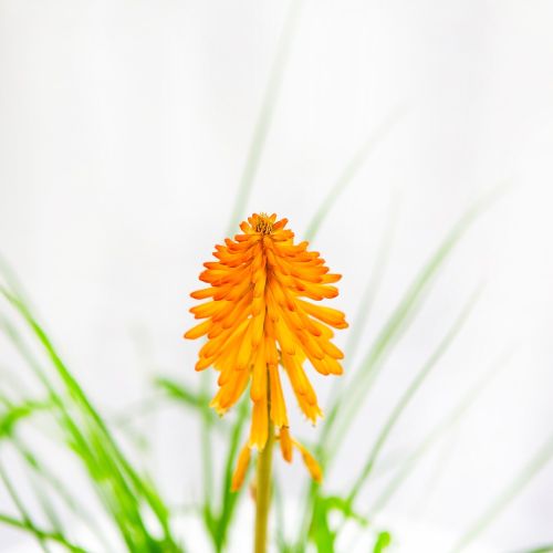 Книфофия Poco Orange с2