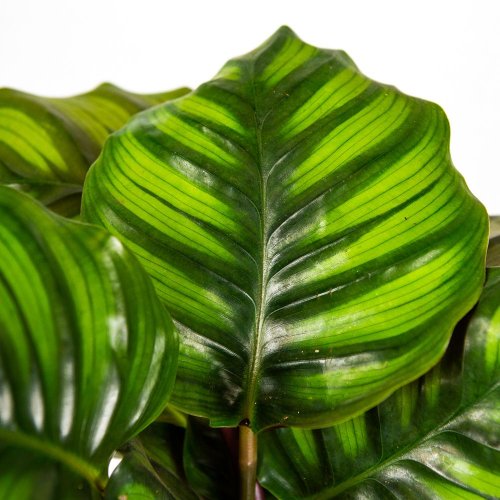 Калатея Фасциата Calathea Fasciata 35/12