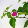 Бугенвиллия Bougainvillea р13