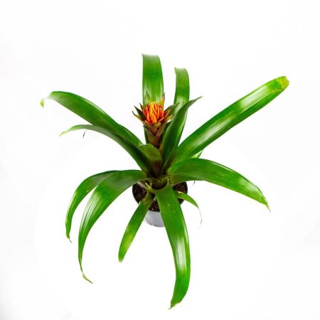 Гузмания Guzmania Punta 50/13