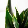 Сансевиерия микс Sansevieria mix 35/12 (Н)