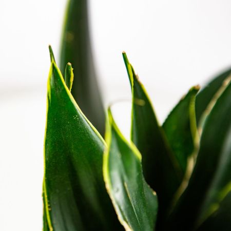 Сансевиерия микс Sansevieria mix 35/12 (Н)