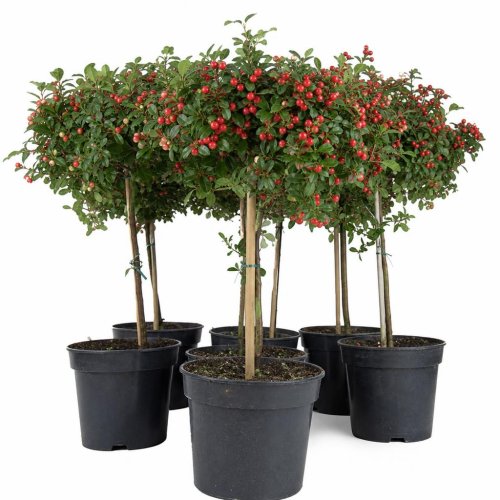 Кизильник гибридный Даммера Cotoneaster suecicus Dammeri Coral Beauty 60/17 (Н)