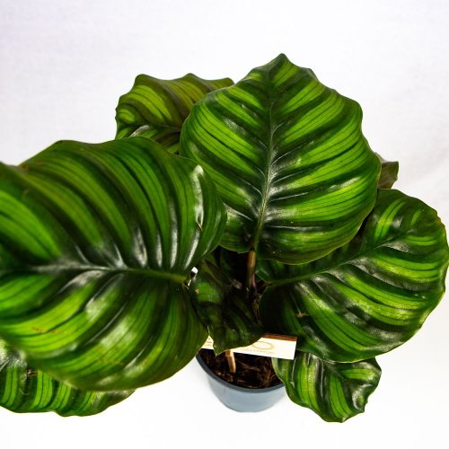 Калатея Фасциата Calathea Fasciata 35/12