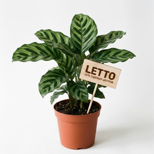 Калатея Calathea Roseopicta Green 40/14  (Н)