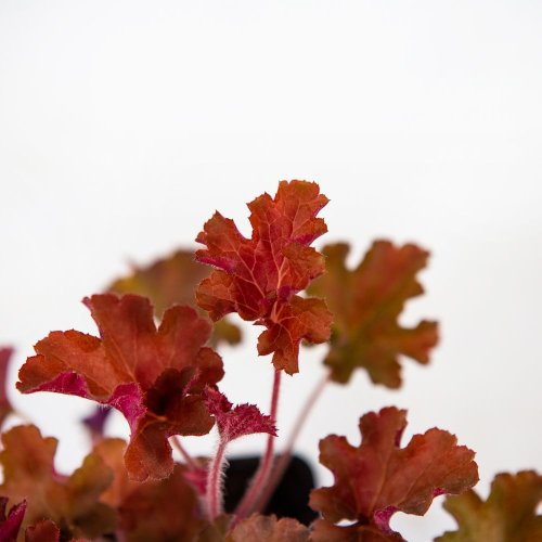 Рассада Гейхера микс Heuchera mix р10,5