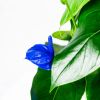 Антуриум Anthurium Blue 45/14