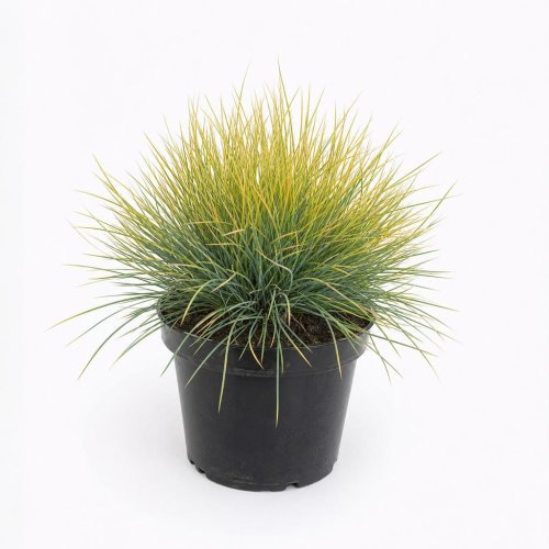 Рассада Овсяница Санрайз Festuca glauca Sunrise р9