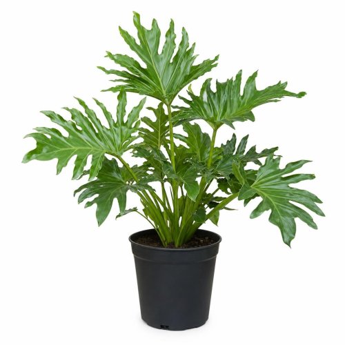 Филодендрон Селло Хоуп Philodendron Selloum Hope с3