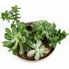 Суккулент Композиция микс Succulenten mix р27