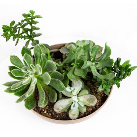 Суккулент Композиция микс Succulenten mix р27