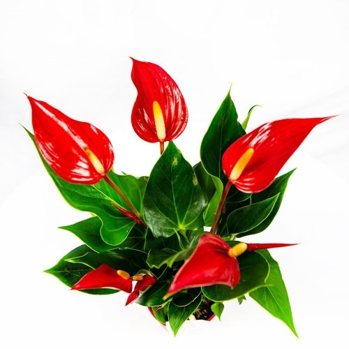 Антуриум Андре Лилли микс Anthurium andraeanum Lilli mix 30/9 (Н)