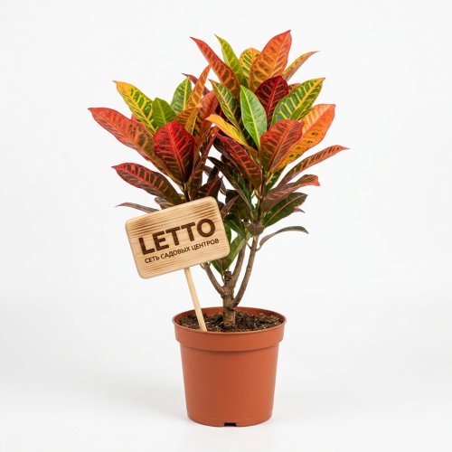 Кодиеум Петра разветвленный Codiaeum Petra branched 55/17 (Н)