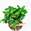 Фикус гинсенг Ficus ginseng 40/17 (Н)