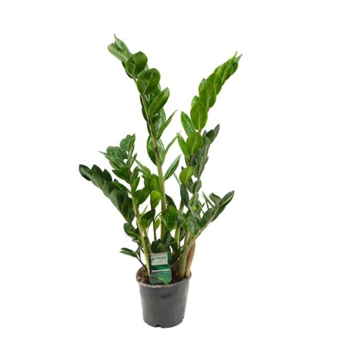Замиокулькас Zamioculcas 3+ 50/14