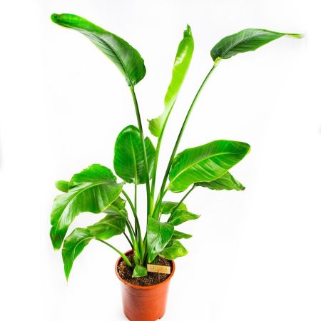 Стрелиция Августа Strelitzia augusta 160/27 (Н)
