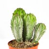 Кактус Cactus Polaskia Chichipe 15/10