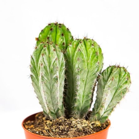 Кактус Cactus Polaskia Chichipe 15/10