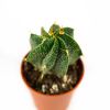 Астрофитум Astrophytum 8/5,5