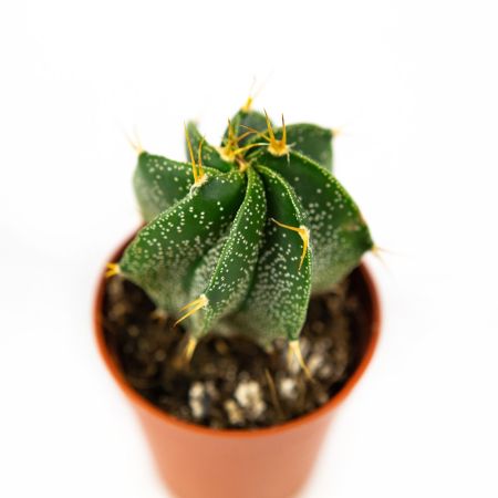 Астрофитум Astrophytum 8/5,5