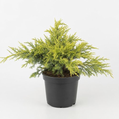 Можжевельник средний Juniperus media Pfitzeriana Gold Star с3 (Дин)