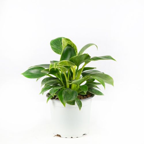 Филодендрон микс Philodendron mix р12