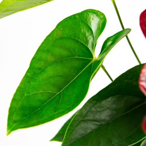 Антуриум Андре Алоха Ред Anthurium andraeanum Aloha Red 55/17