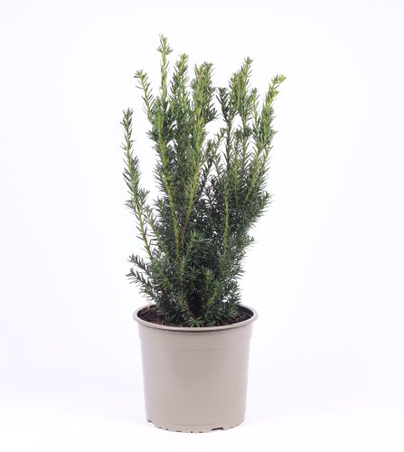 Тис средний Taxus media Hillii 75/23 (H)