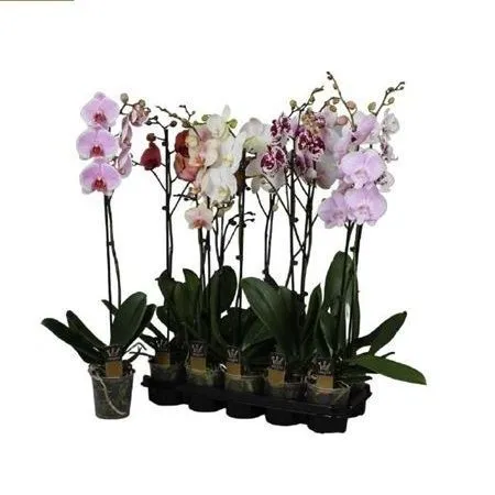 Фаленопсис 1 ствол микс Phalaenopsis 1 st mix 75/12
