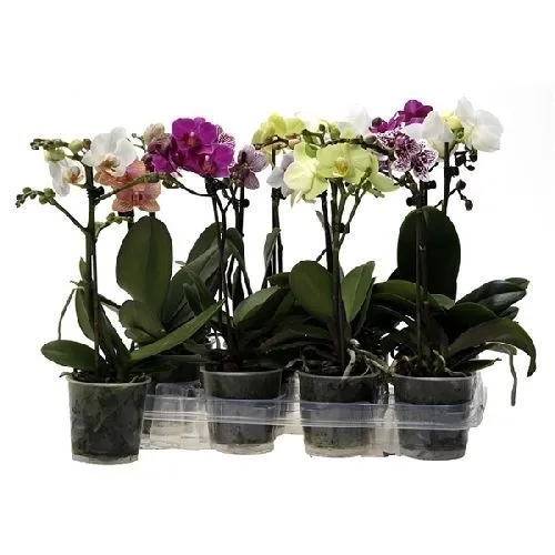 Фаленопсис Литл Колибри 1 ствол микс Phalaenopsis Little Kolibri 1 st mix 35/9