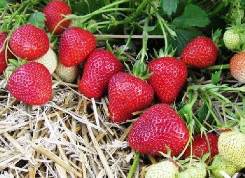 Клубника Флоренс КАС (1шт)